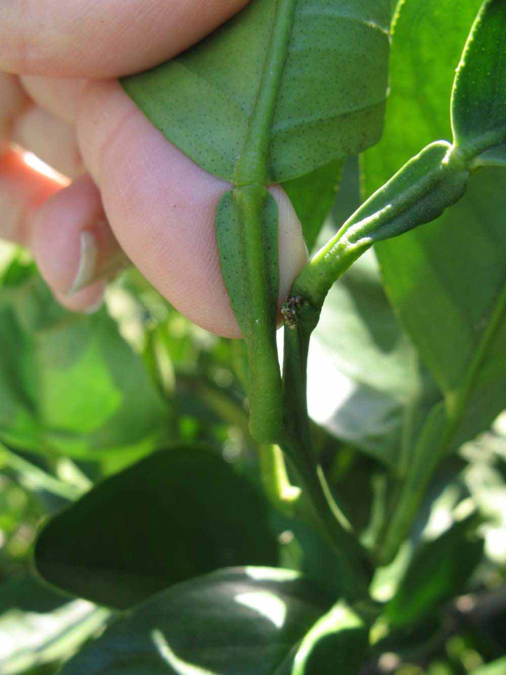              Petiole (Winter Haven, FL)       